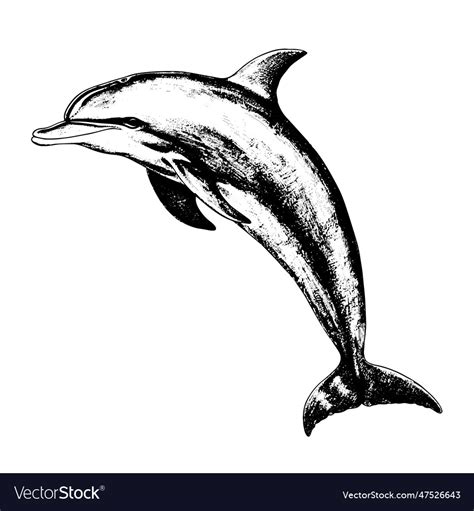 Dolphin Drawing Isolated Hand Drawn Object Vector Image