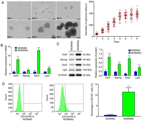 Tnf‑α Promotes The Malignant Transformation Of Intestinal Stem Cells