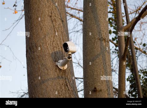 Tree Mounted Surveillance Camera Stock Photo Alamy