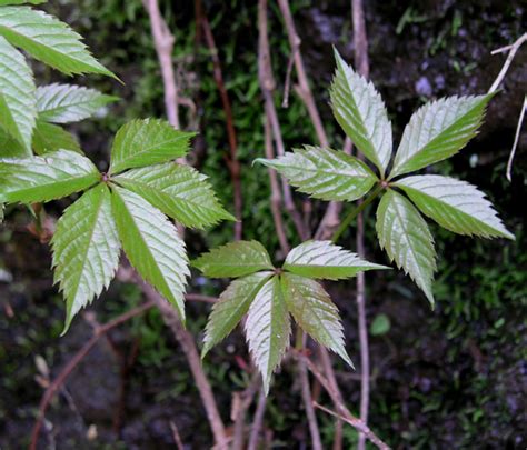 Hikers Guide To The Trees Shrubs And Vines Of Ricketts Glen State