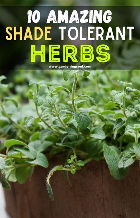 10 Amazing Shade Tolerant Herbs