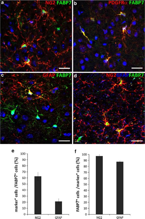 Identification Of Fabp Expressing Cells In The Normal Adult Cerebral