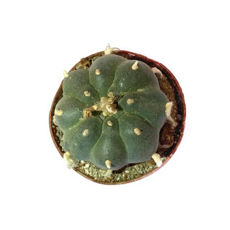 Peyote cactus, a psychedelic cactus from South America