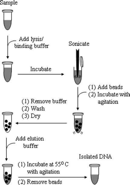 Lysis Buffer Recipe Dna Extraction Bryont Blog