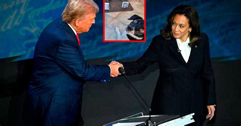 Trump O Kamala Joy La Perrita M S Famosa En Las Redes Sociales Por