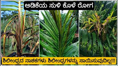 ಈ ಕೆಲಸ ಮಾಡಿದರೆ ಮಾತ್ರ ಅಡಿಕೆಯ ಸುಳಿ ಕೊಳೆ ರೋಗದಿಂದ ಮುಕ್ತಿ Arecanut Bud Rot And Foot Rot Problems