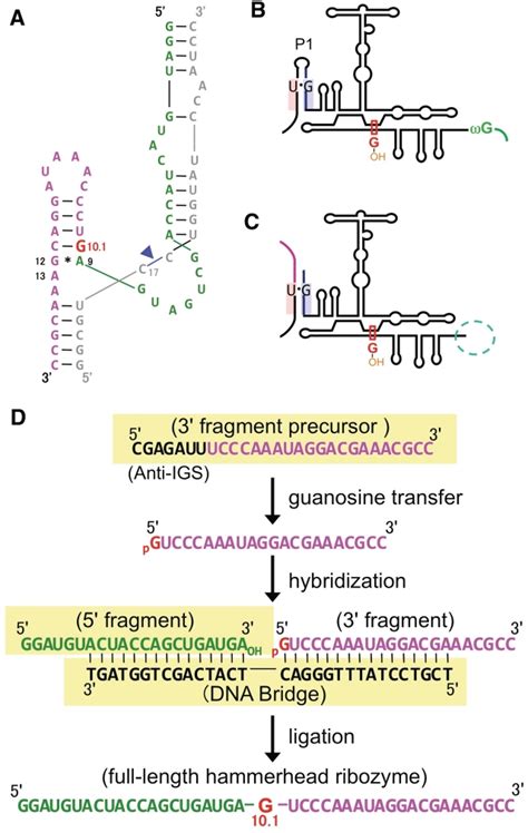 Secondary Structures Of A Hammerhead Ribozyme And Tetrahymena Group I