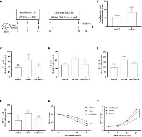 Frontiers Semaphorin 7a Aggravates Tgf β1 Induced Airway Emt Through