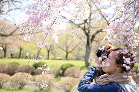 フリー写真 カメラで桜の花の写真を撮る女性でアハ体験 Gahag 著作権フリー写真・イラスト素材集 Gahag 著作権