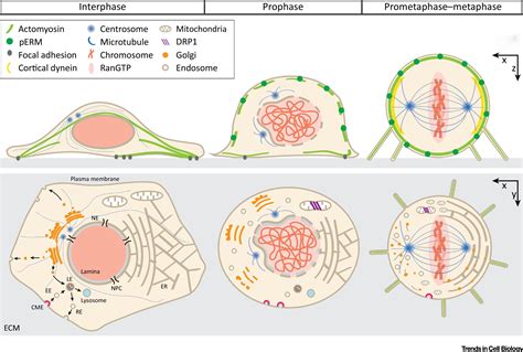 Cellular Reorganization During Mitotic Entry Trends In Cell Biology