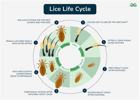 Life Cycle Of Head Lice Nit Nymph And Adult Lice Life Cycle