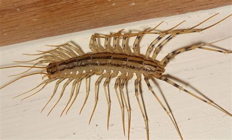 House Centipedes Centipede Arthropods Insects