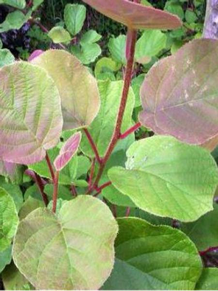 Kiwi Mâle Actinidier Atlas Actinidia Chinensis Le Jardin Du Pic Vert