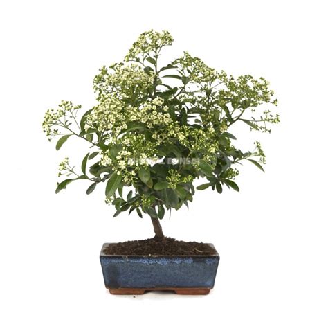 Pyracantha Sp Bonsai Years Firethorn Mistral Bonsai