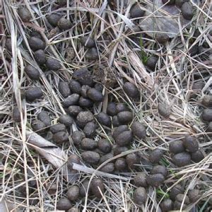 Brown or Black Droppings | Internet Center for Wildlife Damage Management