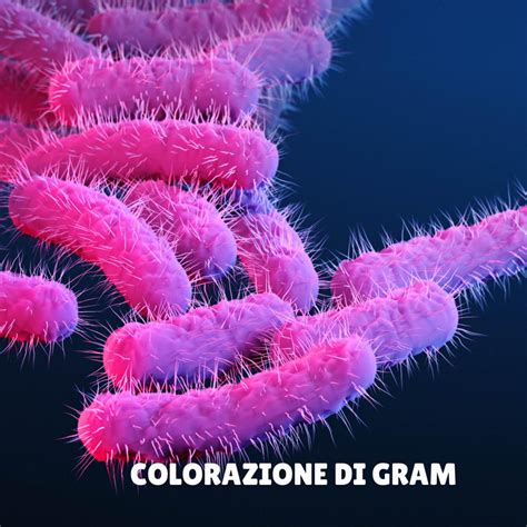 Colorazione Di Gram Study Hacks