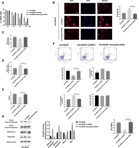 Bnip3 Mediated Mitophagy Deficiency Alleviates The Protective Effect Of