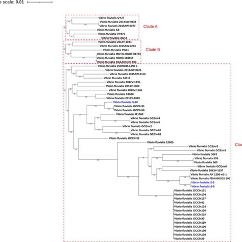 The Core Genome Phylogenetic Tree An Unrooted Maximum Likelihood Tree