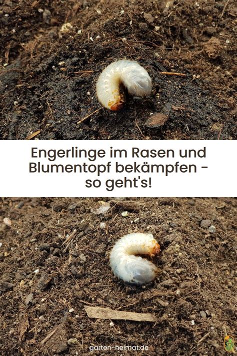 Engerlinge im Rasen und Blumentopf bekämpfen in 2022 Engerlinge