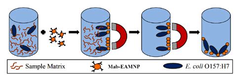 Immuno Magnetic Separation Procedure Ims Sample Plus Mab Eamnps →