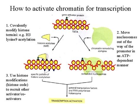 Eukaryotic Transcriptional Control Major Considerations Interplay Among