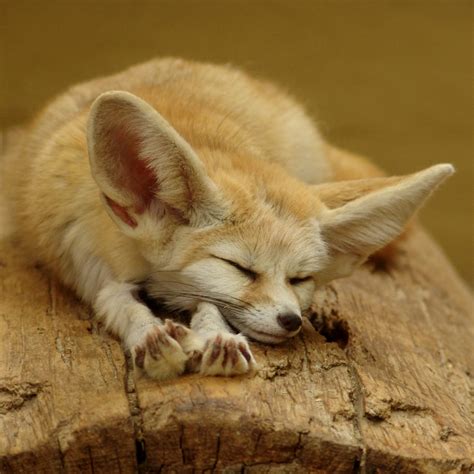 Download Cute Fox Animal Fennec Fox Pfp