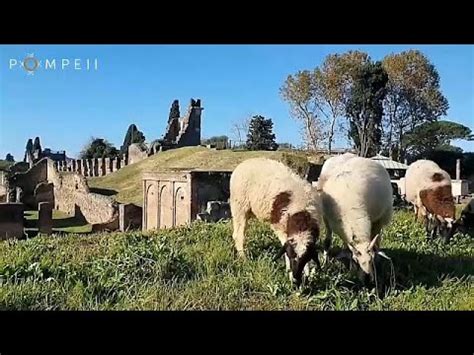 Des Moutons Envoy S Pomp I Pour En Tre Les Nouveaux Jardiniers Youtube