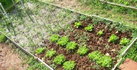 Cómo Hacer Un Huerto Casero 10 Pasos