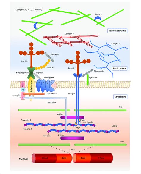 Main Components Of The Skeletal Muscle Extracellular Matrix And Its Download Scientific