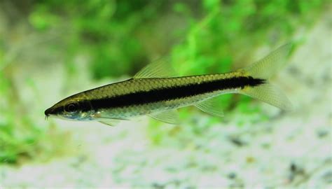 Algenfressende Fische in der Übersicht Algen im Aquarium