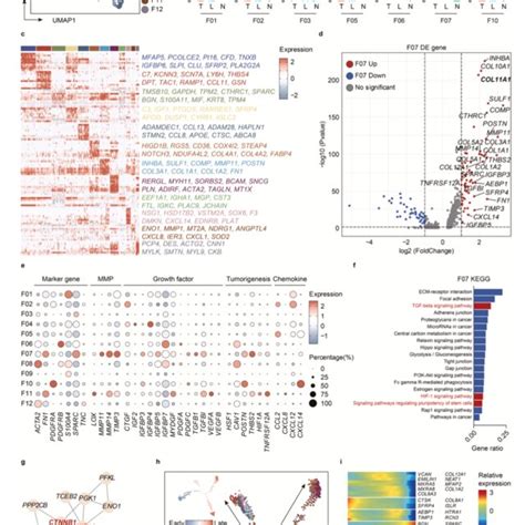 Heterogeneity Of Cancer Associated Fibroblasts Cafs And Download