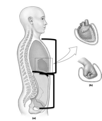 Chest And Abdomen Study Guide Flashcards Quizlet