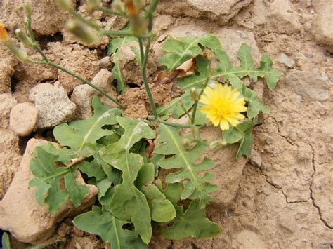 Launaea Intybacea Eflora Of India