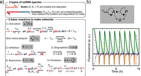 3 Mechanism Of The Pen Dna Toolbox Reaction System A And Network