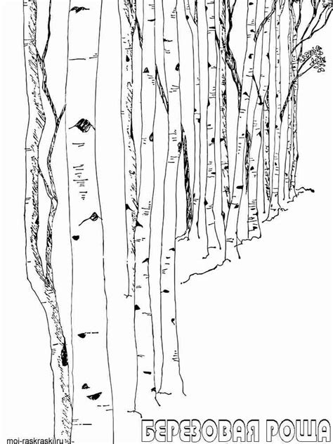 Birch Tree Coloring Pages For Kids Free Printable Birch Tree Coloring