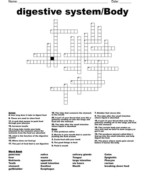 Digestive System Crossword Puzzle Printable