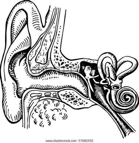 Anatomy Human Ear Stock Vector Royalty Free 57682435 Shutterstock