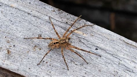 Nosferatu Spinne Breitet Sich In Bayern Aus Nicht Harmlos