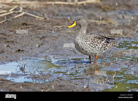 Yellow Billed Duck Anas Undulata Wilderness National Park South