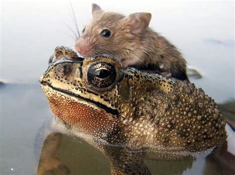 Frog saves rat from drowning as tiny creature hitches a ride across pond - Daily Record