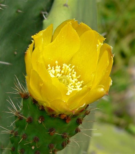 Opuntia ficus-indica flower – OBLOG