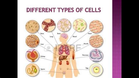 Different Types Of Cells