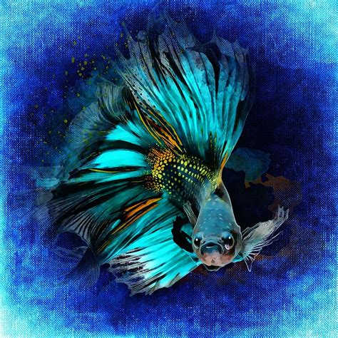 Ilustraci N De Peces Koi Azul Y Negro Azul Peces Koi Ilustraci N