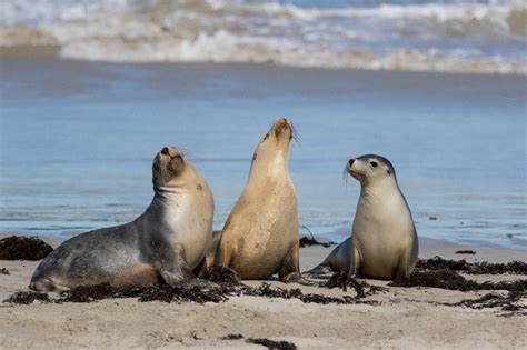 Saving Our Sea Lions The University Of Sydney