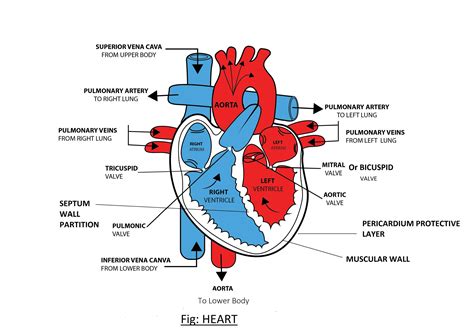 Quizlet Cardiac