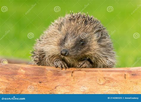 Hedgehog Scientific Name Erinaceus Europaeus Close Up Of A Wild