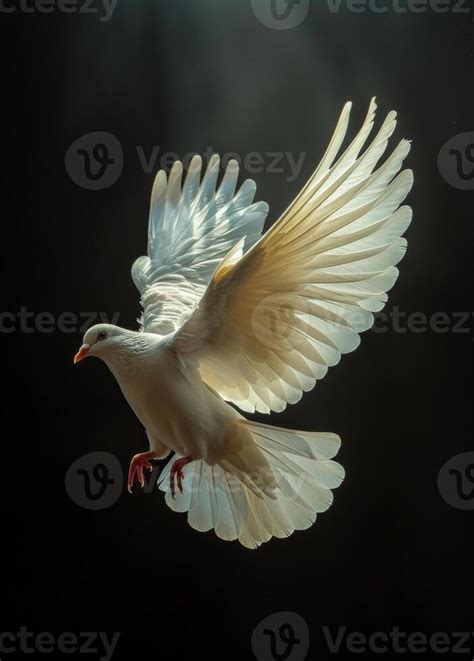 Page 3 | Dove Background Stock Photos, Images and Backgrounds for Free ...