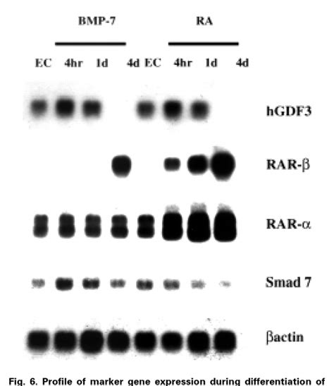 Profile Of Marker Gene Expression During Differentiation Of Nt2d1 Cells