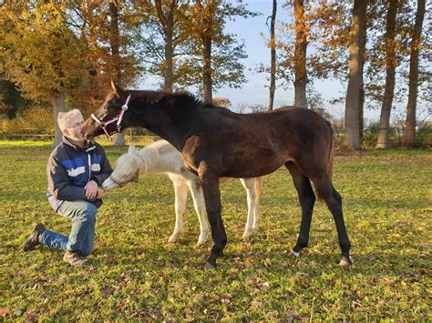 Hshorses Omahra Hsh Filly Foal