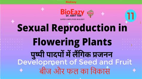 Sexual Reproduction In Flowering Plants Seed Fruit Apomixes Parthenocarpy Polyembryony